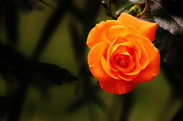 The Rose